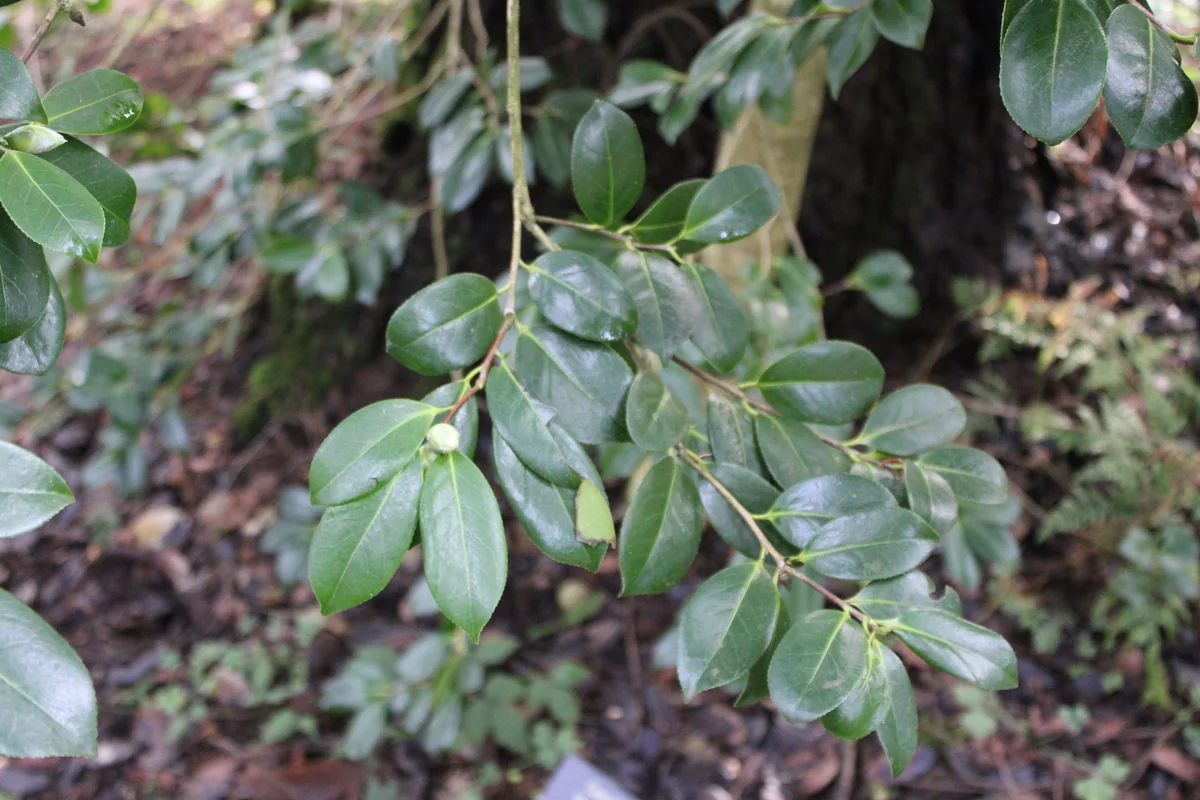 Camellia — photo 3