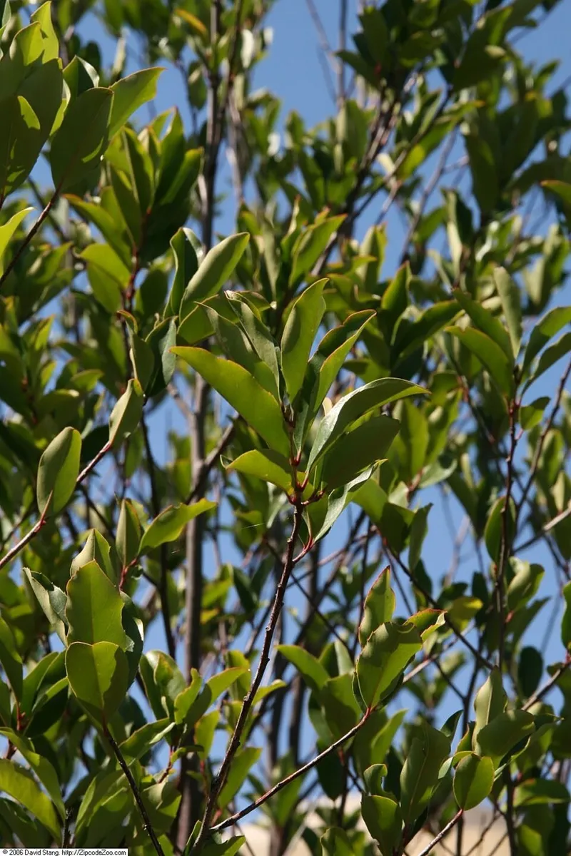 Cherry Laurel in Middle Tennessee