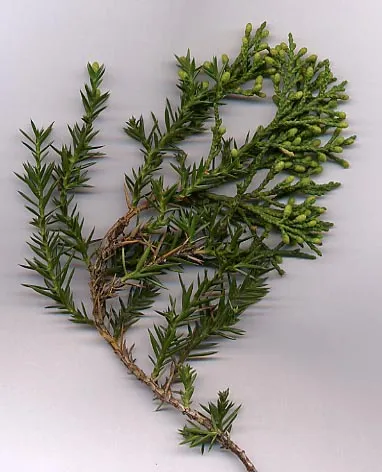 Chinese Juniper (Juniperus chinensis) β landscape plant in Middle Tennessee