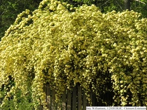 Climbing Roses (Vigorous growers that send out long shoots or canes which can be trained over fences, arbors or trellises.) in Middle Tennessee