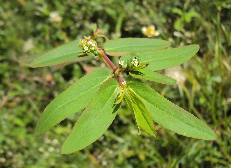 Diamond Frost (Euphorbia hypericifolia) β landscape plant in Middle Tennessee
