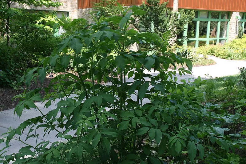 Elderberry (Sambucus canadensis) β landscape plant in Middle Tennessee