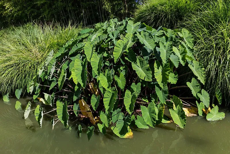 Elephant Ear (Colocasia esculenta) β landscape plant in Middle Tennessee