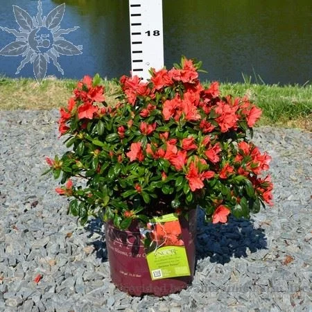 Encore Hybrids (Come in a wide range of sizes from 1.5’-5’) in Middle Tennessee