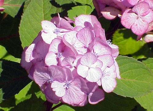 Endless Summer HydrangeaHydrangea macrophylla ‘Bailmer’ — photo 2