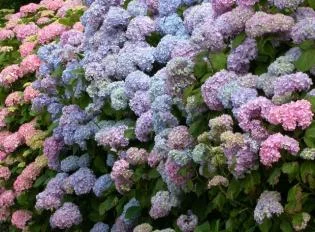 Endless Summer HydrangeaHydrangea macrophylla ‘Bailmer’ — photo 3