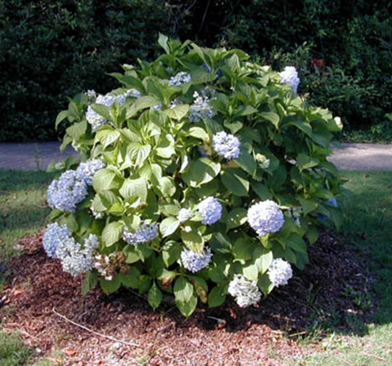 Endless Summer HydrangeaHydrangea macrophylla ‘Bailmer’ — photo 4
