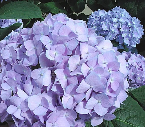 Endless Summer HydrangeaHydrangea macrophylla ‘Bailmer’ (Photos: http://www.caes.uga.edu) in Middle Tennessee