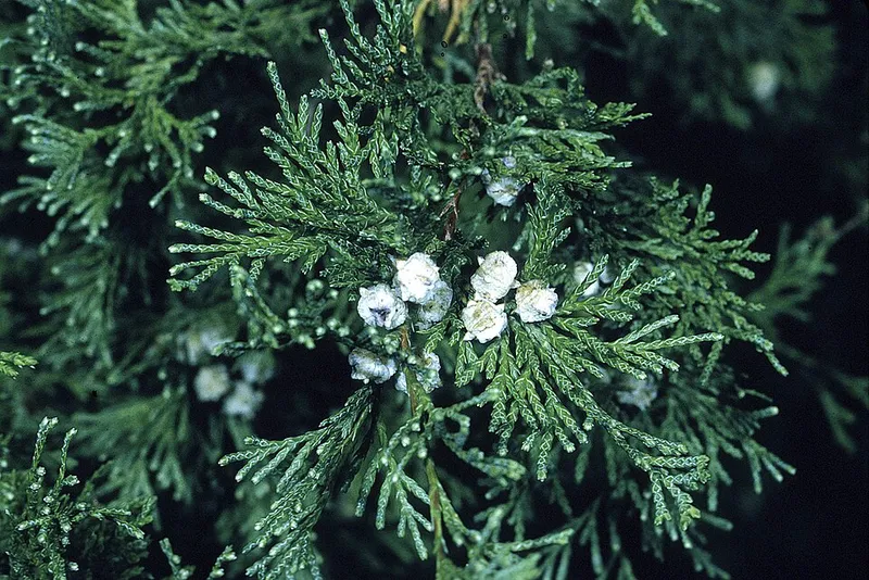 False Cypress in Middle Tennessee