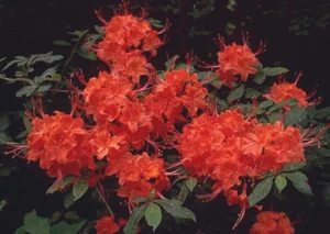 Flame Azalea, R. calendulaceum (Has flower colors ranging from brilliant shades of yellow to orange or red, with a large prominent yellow to orange blotch on the upper lobe (petal).) in Middle Tennessee