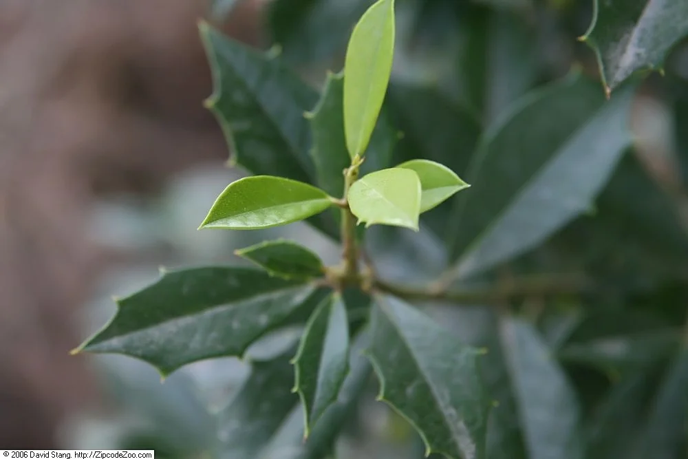 Foster Holly — photo 3