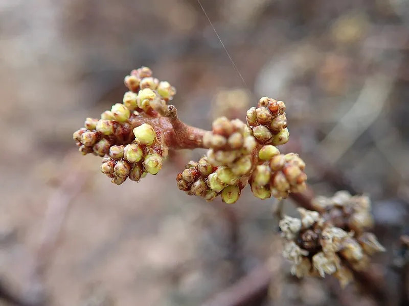 Fragrant Sumac (Rhus aromatica) β landscape plant in Middle Tennessee