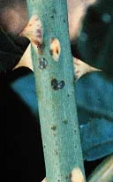 Fungicide — photo 2