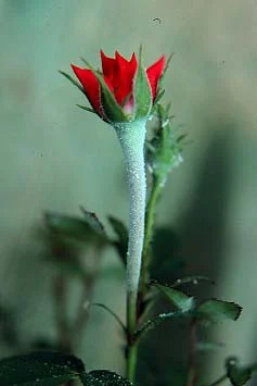 Fungicide or Neem Oil (Sphaerotheca pannosa) in Middle Tennessee