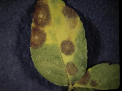 Fungicide (Brown to black round spots with feathery edges form on leaves. Leaves yellow and fall. Small, purplish spots form on canes.) in Middle Tennessee
