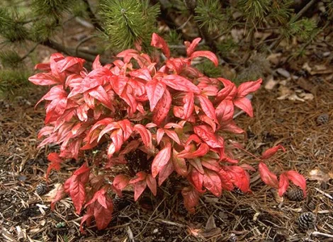 Heavenly BambooNandina domestica — photo 2