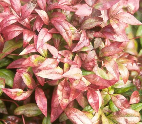 Heavenly BambooNandina domestica — photo 3