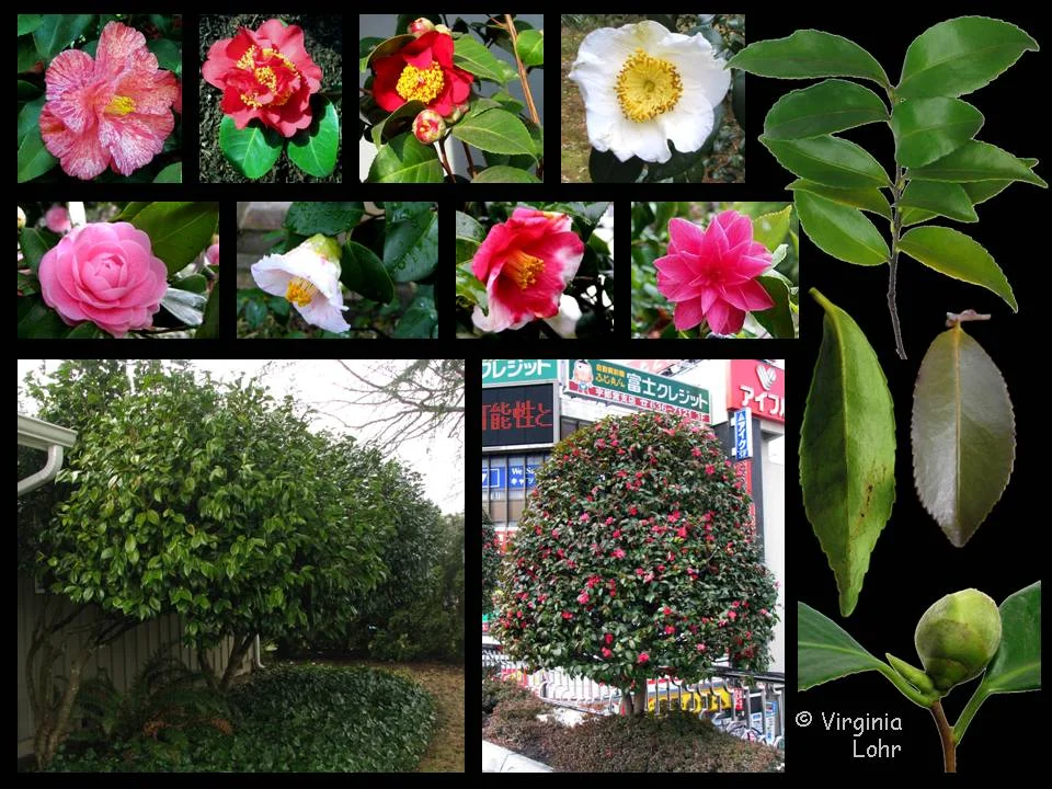 Japanese CamelliaCamellia japonica (Mostly evergreen shrubs, some in tree form in their native habitat.) in Middle Tennessee