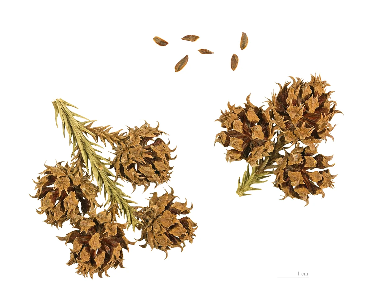 Japanese Cryptomeria — photo 3