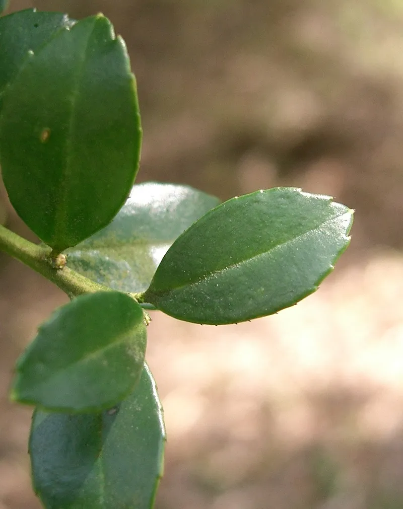 Japanese Holly (Ilex crenata) β landscape plant in Middle Tennessee