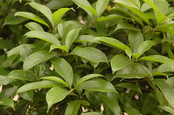 Korean Littleleaf BoxwoodBuxus microphylla var. koreana — photo 10