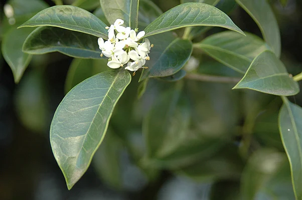 Korean Littleleaf BoxwoodBuxus microphylla var. koreana — photo 11