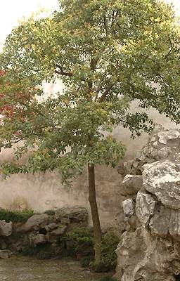 Korean Littleleaf BoxwoodBuxus microphylla var. koreana — photo 12