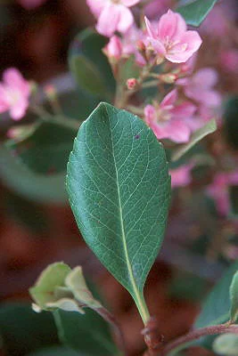 Korean Littleleaf BoxwoodBuxus microphylla var. koreana — photo 13