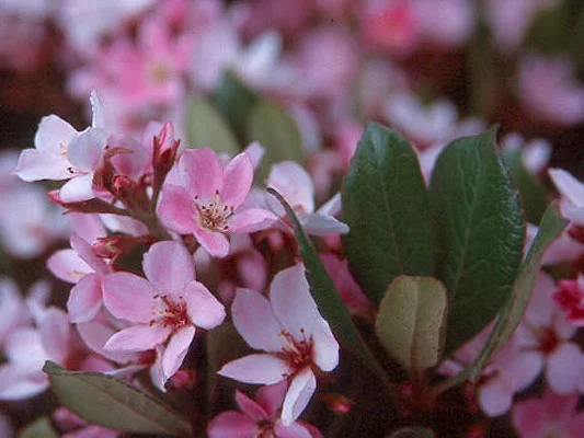 Korean Littleleaf BoxwoodBuxus microphylla var. koreana — photo 15