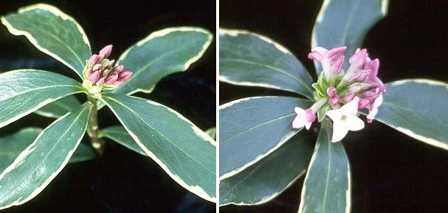 Korean Littleleaf BoxwoodBuxus microphylla var. koreana — photo 16