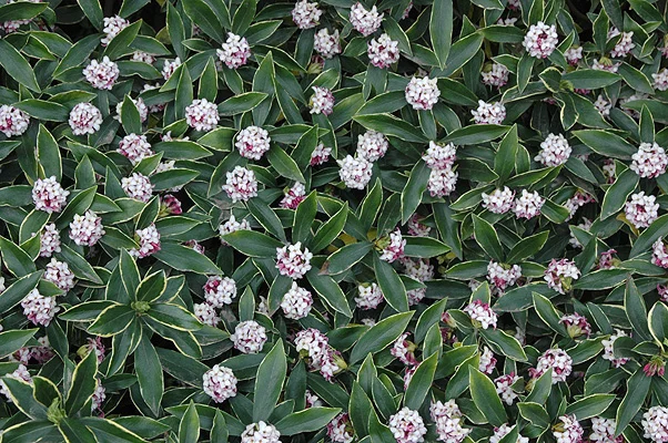 Korean Littleleaf BoxwoodBuxus microphylla var. koreana — photo 17