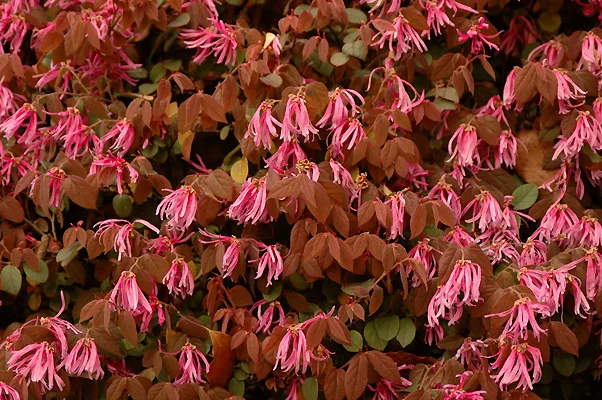 Korean Littleleaf BoxwoodBuxus microphylla var. koreana — photo 18