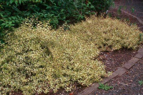 Korean Littleleaf BoxwoodBuxus microphylla var. koreana — photo 19