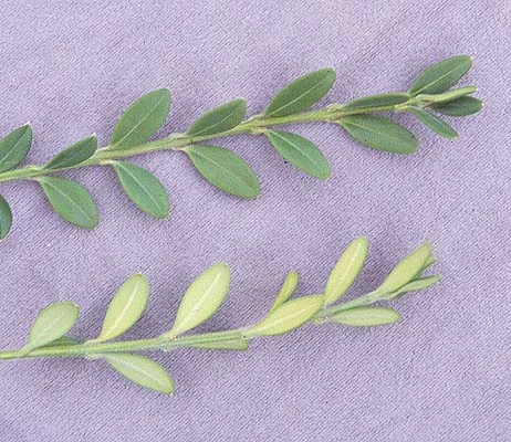 Korean Littleleaf BoxwoodBuxus microphylla var. koreana — photo 2