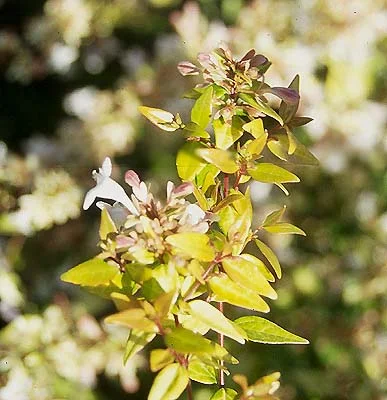 Korean Littleleaf BoxwoodBuxus microphylla var. koreana — photo 20