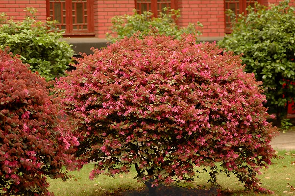 Korean Littleleaf BoxwoodBuxus microphylla var. koreana — photo 4