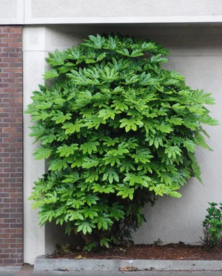 Korean Littleleaf BoxwoodBuxus microphylla var. koreana — photo 6