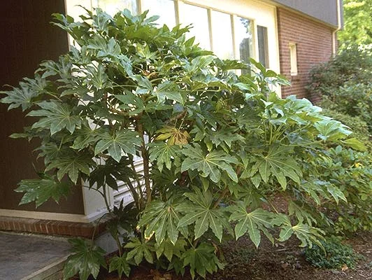 Korean Littleleaf BoxwoodBuxus microphylla var. koreana — photo 7