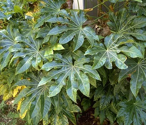 Korean Littleleaf BoxwoodBuxus microphylla var. koreana — photo 8