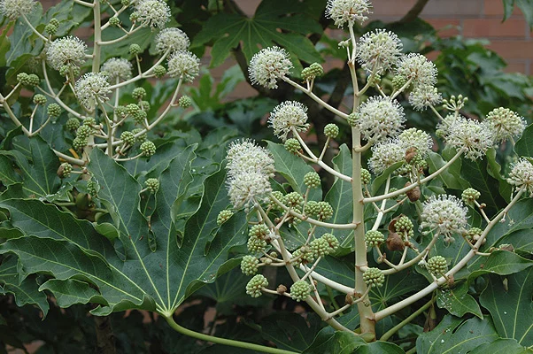 Korean Littleleaf BoxwoodBuxus microphylla var. koreana — photo 9