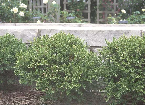 Korean Littleleaf BoxwoodBuxus microphylla var. koreana (Broadleaf evergreen shrub) in Middle Tennessee