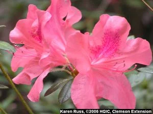 Kurume Hybrids (Imported from Kurume, Japan, to the Arnold Arboretum in Boston in the early 1900s.) in Middle Tennessee