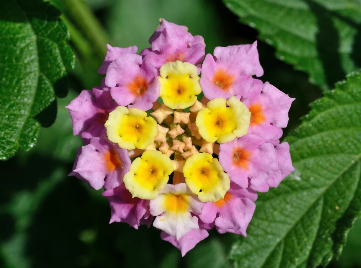 Lantana — photo 3