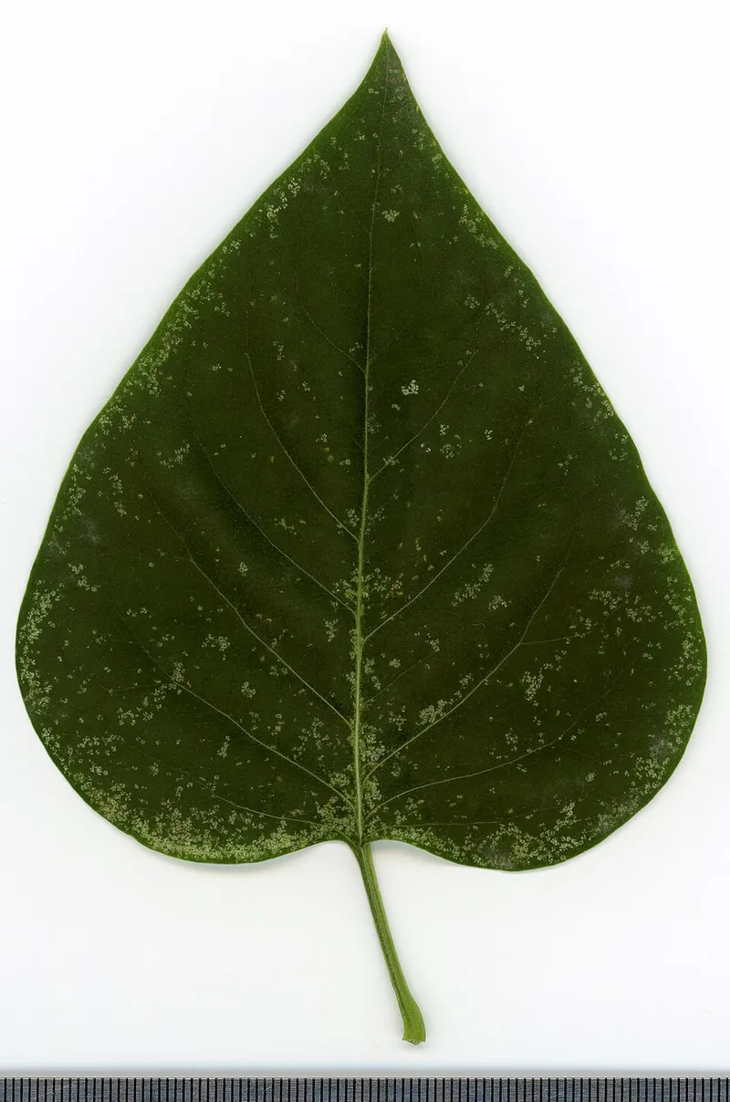 Lilac (Syringa vulgaris) β landscape plant in Middle Tennessee