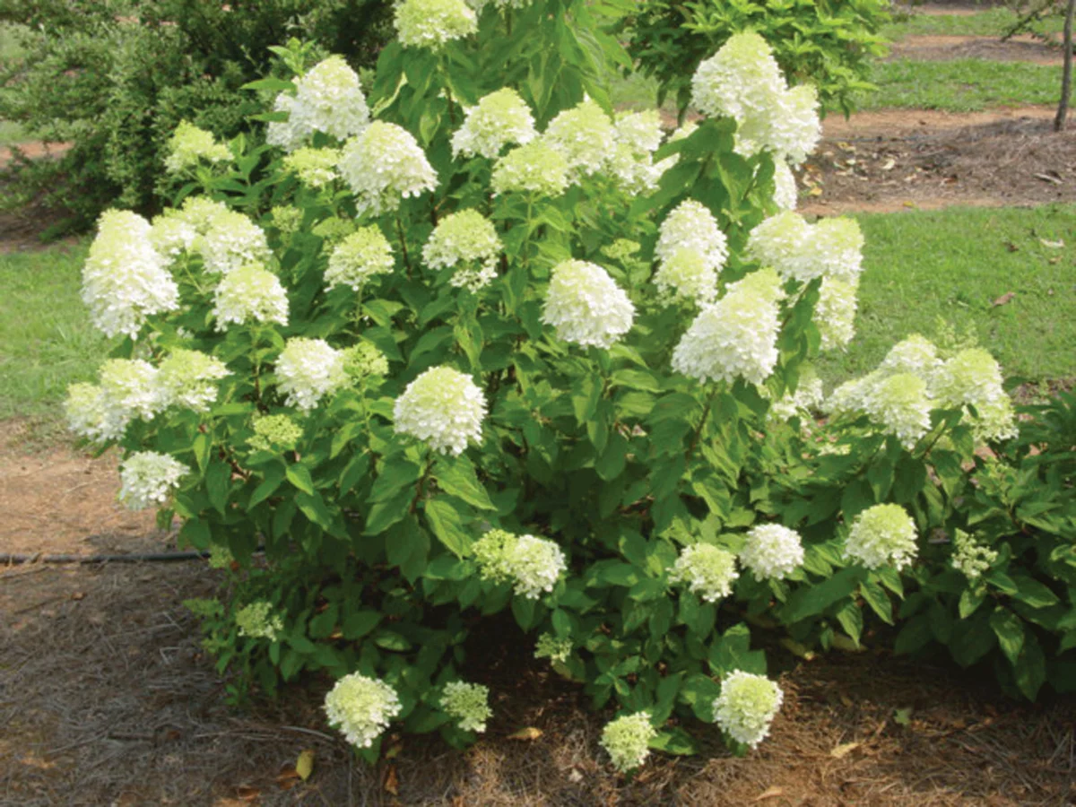 Limelight HydrangeaHydrangea paniculata ‘Limelight’ (Leaves opposite) in Middle Tennessee