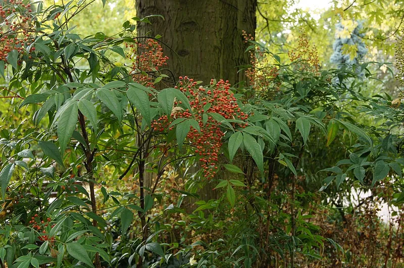 Nandina (Nandina domestica) β landscape plant in Middle Tennessee