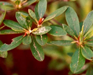 Over Fertilization (Bud and Bark Freezing) in Middle Tennessee