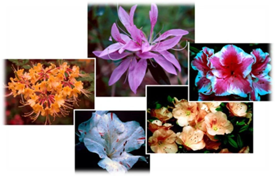 Overview (All azaleas are rhododendrons and both are in the genus Rhododendron.) in Middle Tennessee