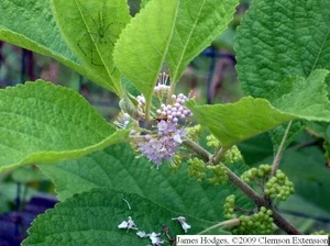 Petite Plum Crape MyrtleLagerstroemia indica ‘Petite Plum’ — photo 10