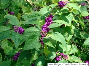 Petite Plum Crape MyrtleLagerstroemia indica ‘Petite Plum’ — photo 11